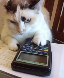 3 Things A Crazy Cat Lady Can Teach You About Conversion Optimization - More Is Not Always Better