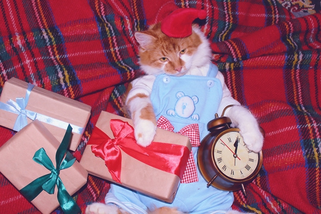 christmas-cat