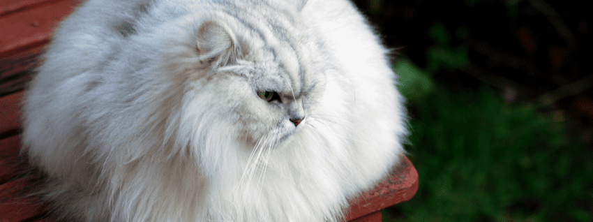 Fluff-Featured