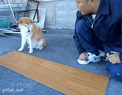 Animated gif of a dog helping a man use a measuring tape