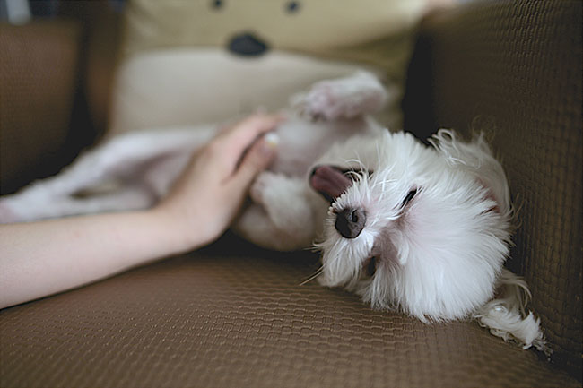 Adorable puppy stock photo