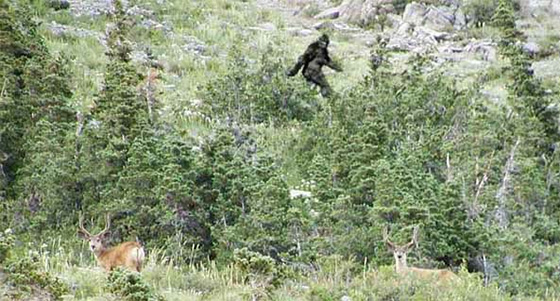 bigfoot