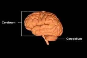 cerrebellum