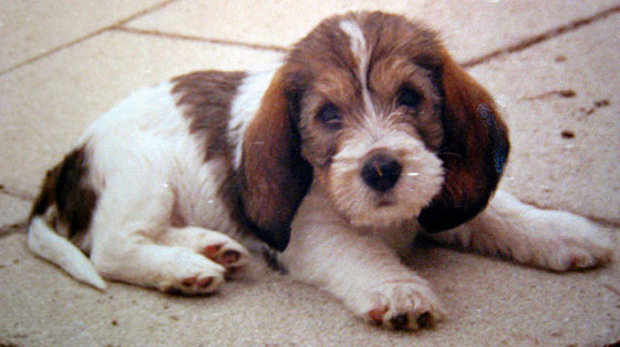 picture of a dog