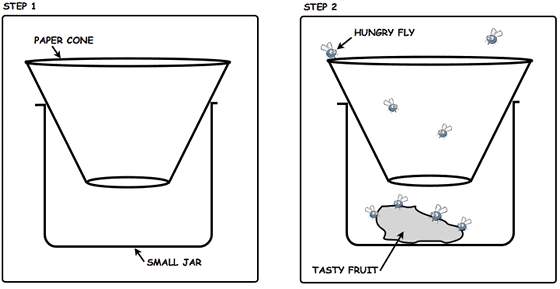 fruit-fly-trap