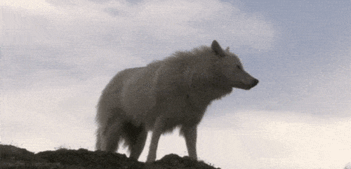 lone wolf
