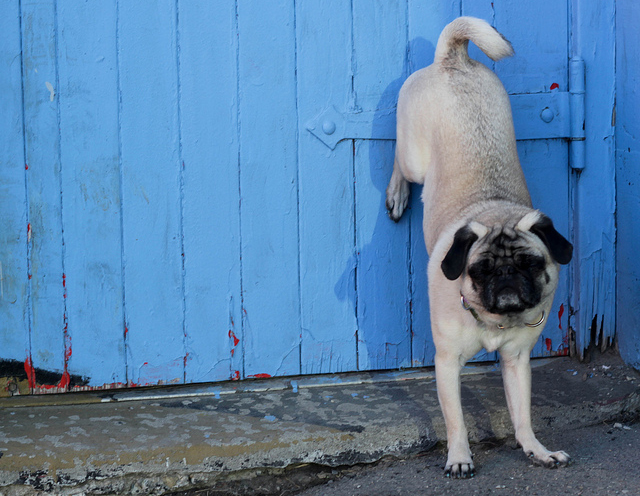handstand-dog