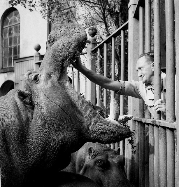 the hippos are running the asylum