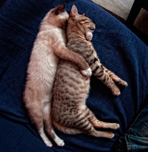 hugging kitties