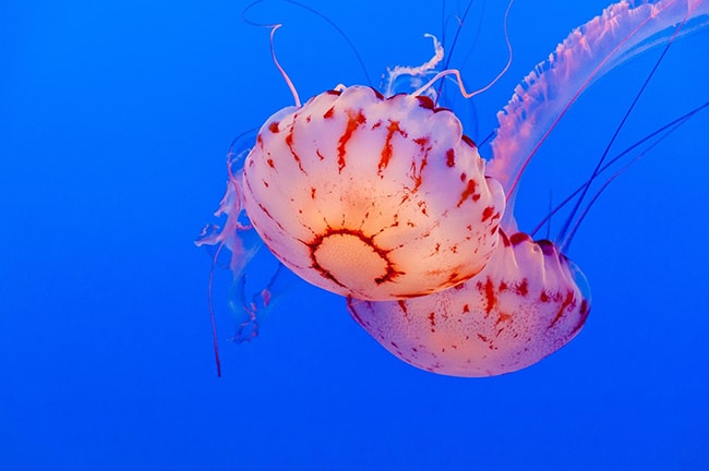 jellyfish
