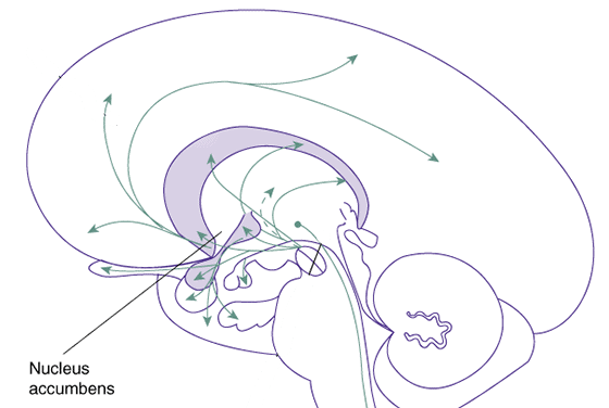 nucleus-accumbens