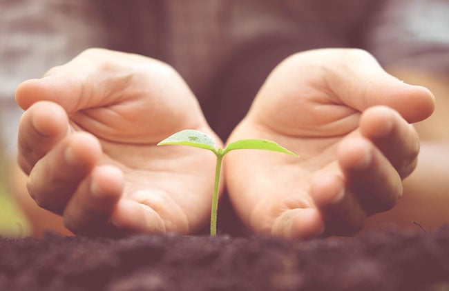 Nurturing seeds