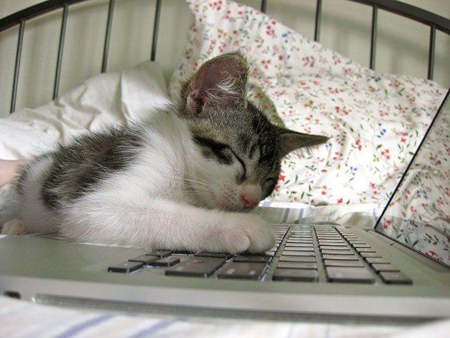 social-media-followers-asleep